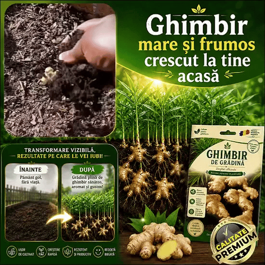 Semințe de Ghimbir VitaNatur™