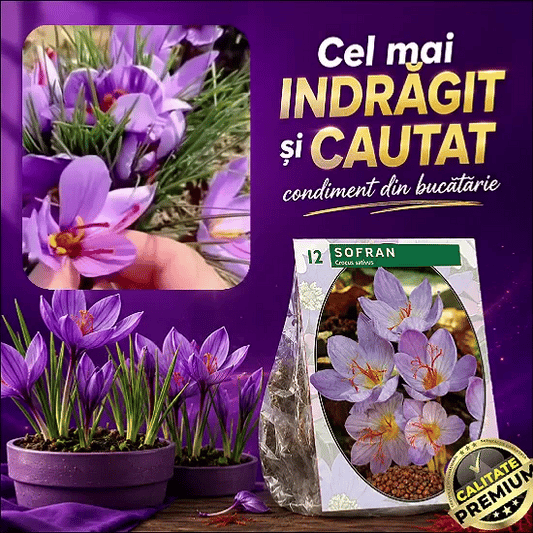 Semințe de Șofran GoldPlant™